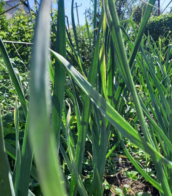 ��� ��������� ������ ������: ������ �� ������ ����� � �����