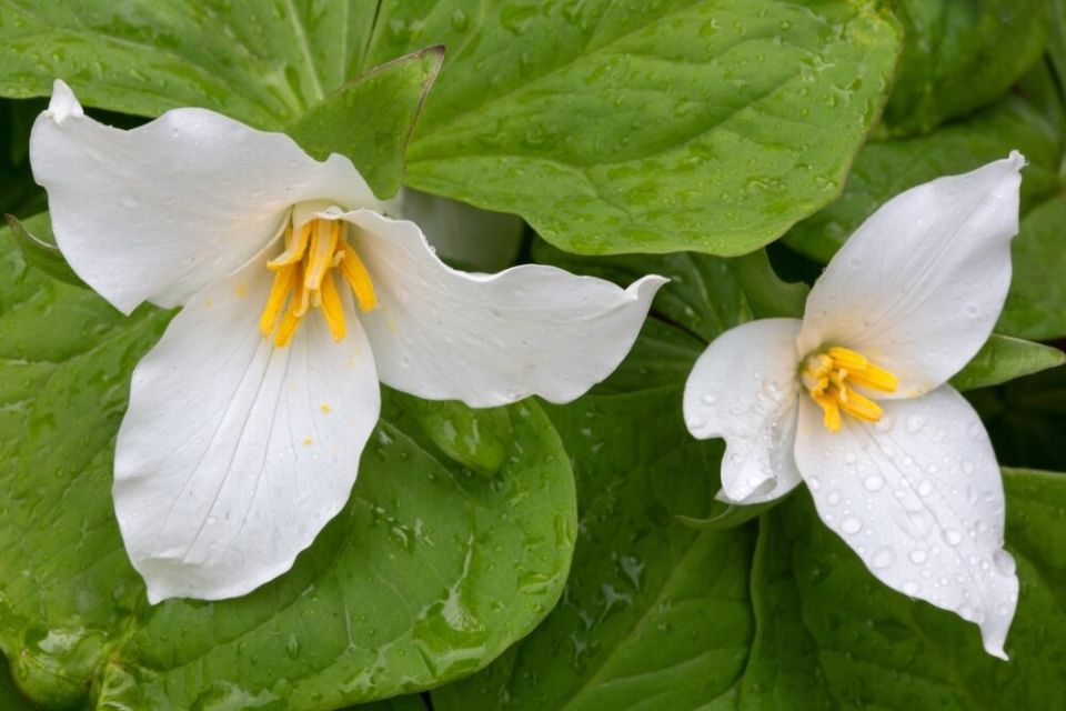 ���������� ����� ������������ ��� ������ ��������