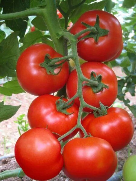 ����� ������-71: ������� ��������� ����������� � ������ ��������