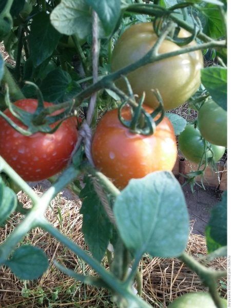 ����� ��������: ��������� ������ �� ������ ������ ������� ������