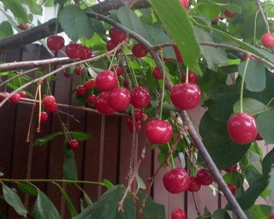 ������� ����� �����: ��������� ����� �� ��������?