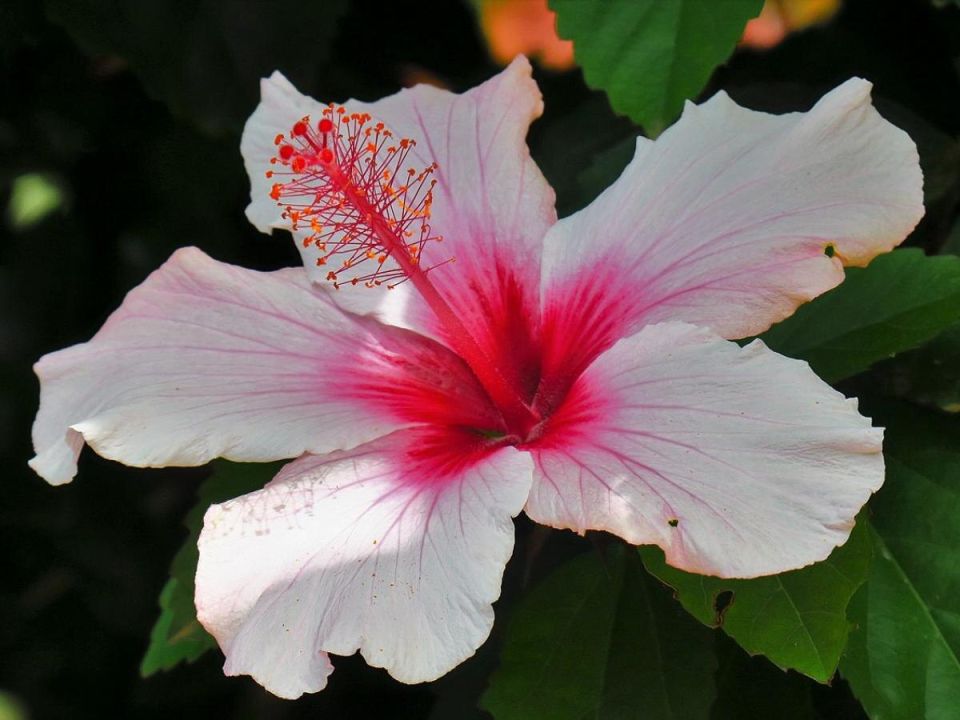 Как правильно ухаживать за китайским гибискусом зимой: ключевые советы