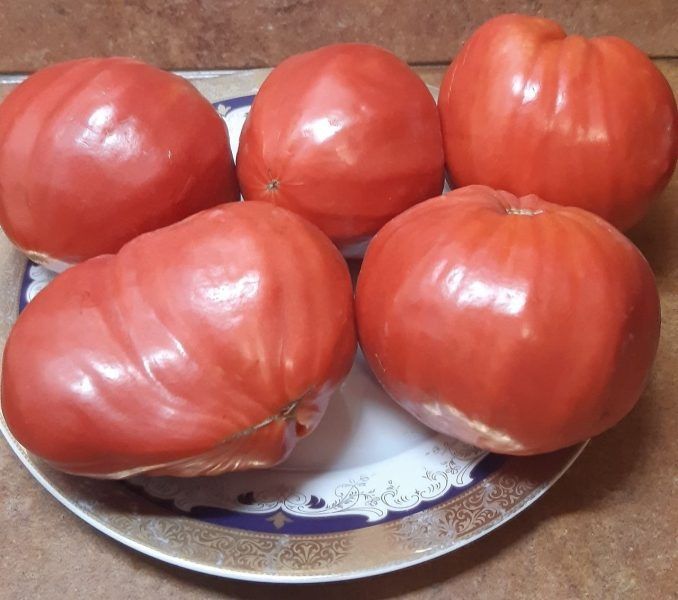 Томат Семипалатинский: спокойное объяснение крупноплодного сорта для любителей огорода