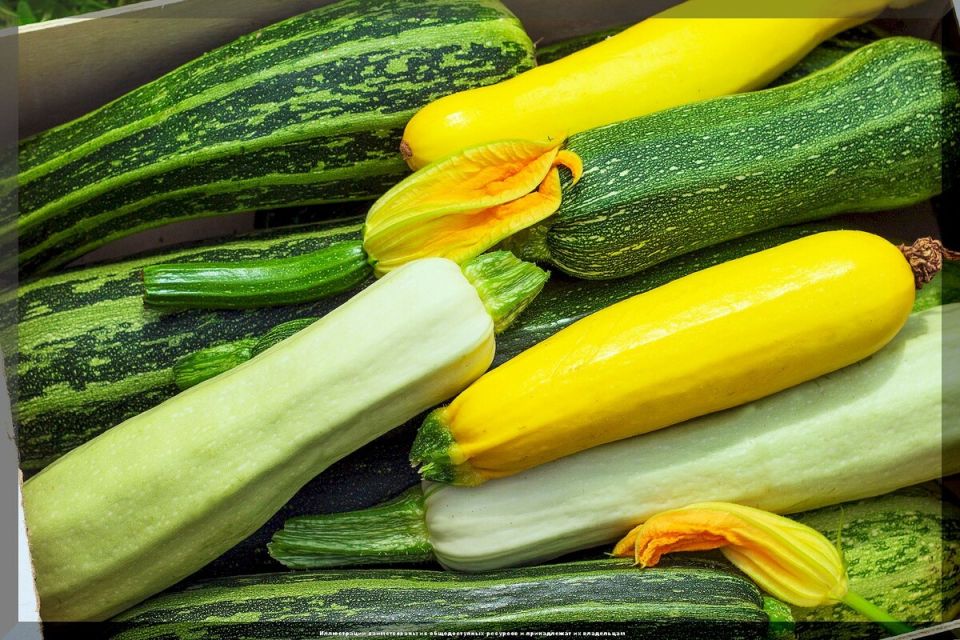 Урожай кабачков без сюрпризов: взгляд на проверенные сорта и гибриды