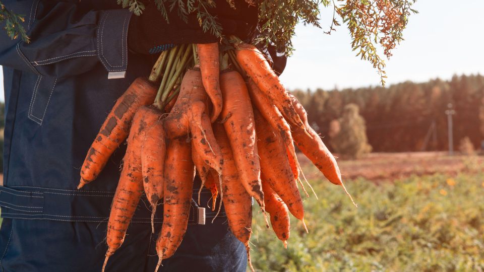 Мощный урожай моркови вырастет без подкормок: высадите ее вот в какое место