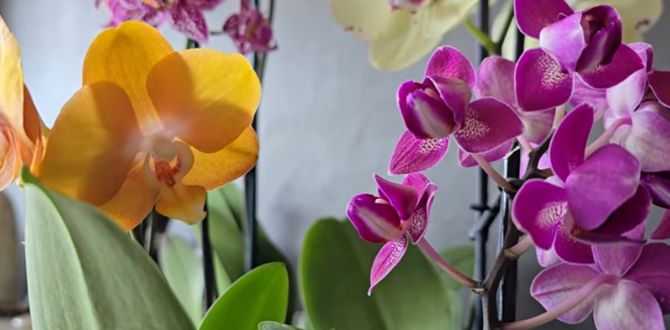 Почему вы, скорее всего, неправильно поливаете орхидеи: полное руководство от практика