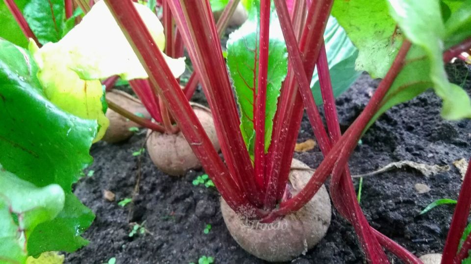 Секреты сладкой свёклы: простая подкормка для идеальных корнеплодов