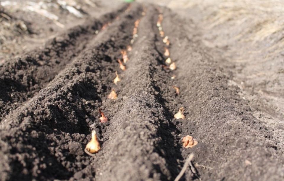 ����� ������ ������� ����: ������� � ������ ��� ���������� ������