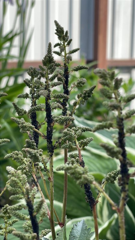 ��� ������� ������������� ���: ������� ������� ��� ����� ���������