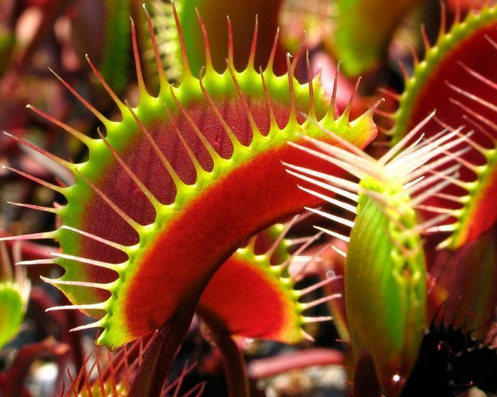 Ошибки в уходе за насекомоядными растениями: что нужно знать