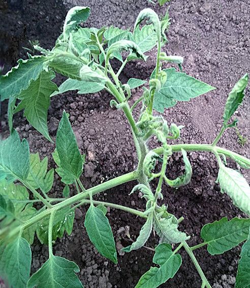 ������ ������ ������� ������������: ��������� ������ ��������