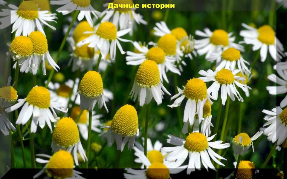 Цветы, которые защитят ваш урожай: полезные растения для дачи