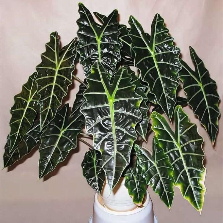 Опасные соседи: ядовитые комнатные растения и способы защитить детей и животных