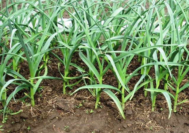 ������ ������ ������� � ������ � ��� ������� ���������� ���������