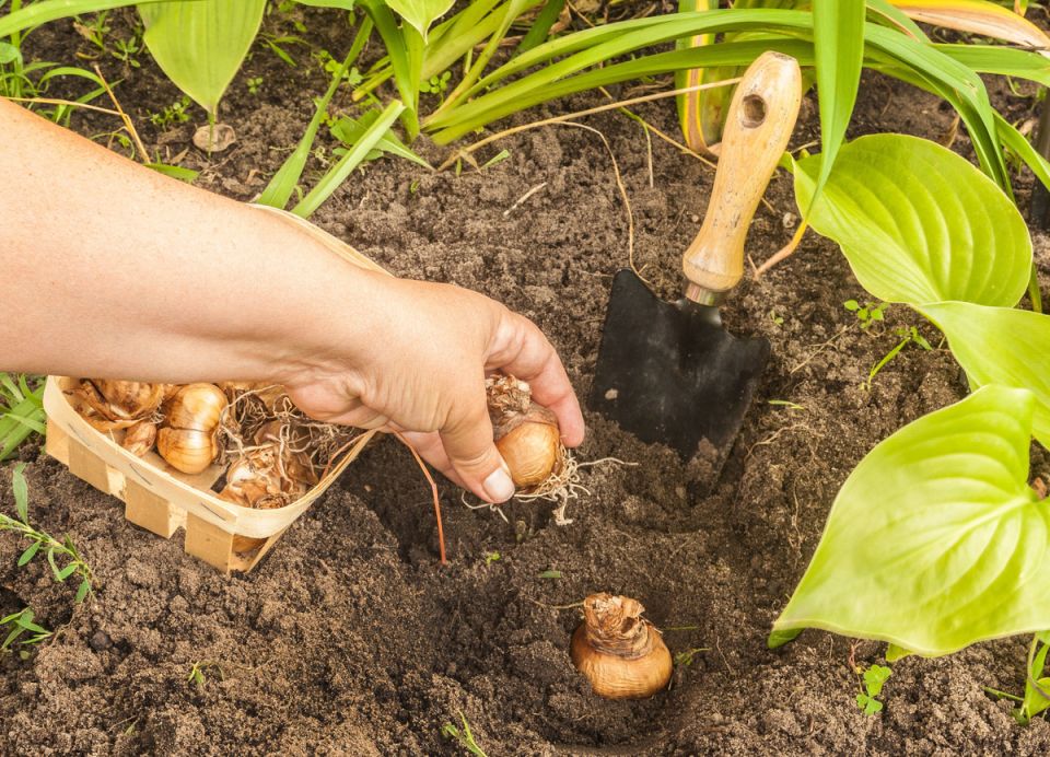 ��� ��������� ���������� �������� ������, ����� ��� ������ �����