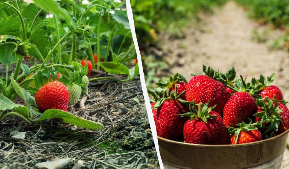 ��� ��������� �������� �������� ��� ��������� ������� ������