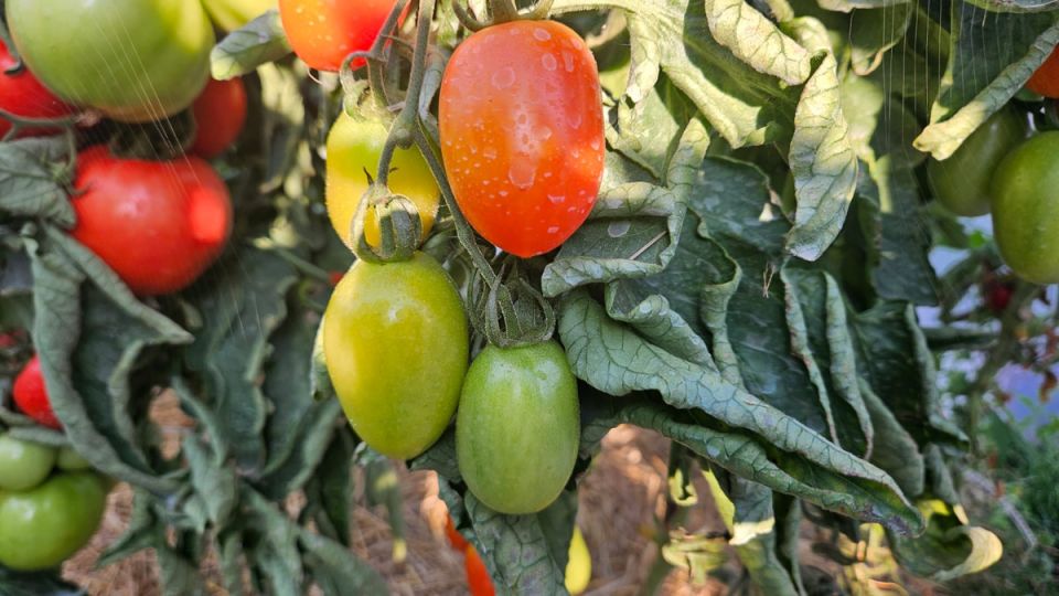 ��� ���������� �������� � �������� � �������� ������� ������