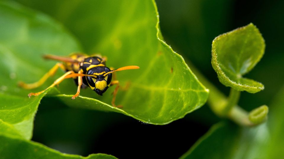 ��� �������� ������ ��� �������: �������� ��� ����������� �� ��������