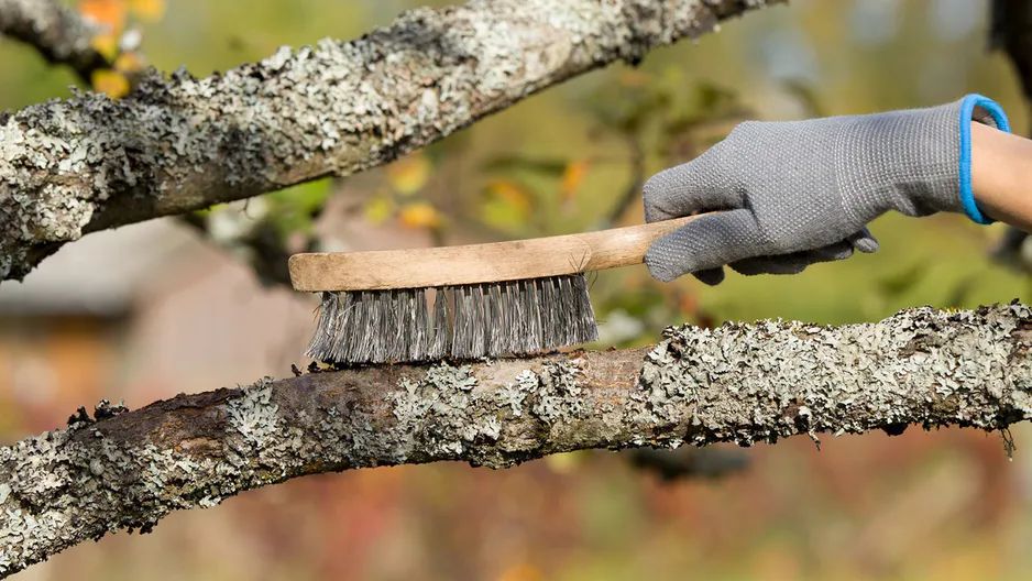 ������ ������ � ����: ��� ������� ���� �������� ������������� ����������