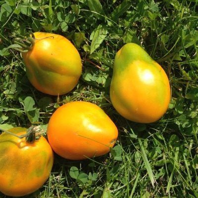 ������������ ������: ��� ��������� ���������� ������� � ���������� ������