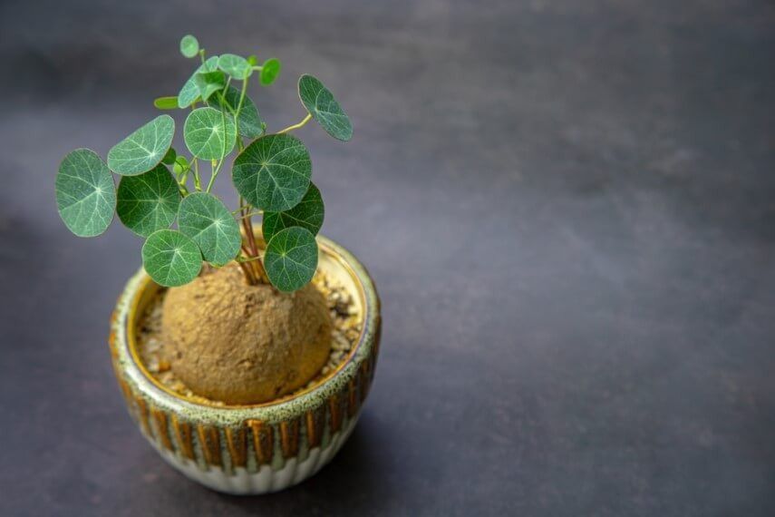 Стефания: загадочное комнатное растение, которое украсит ваш дом и удивит своими свойствами