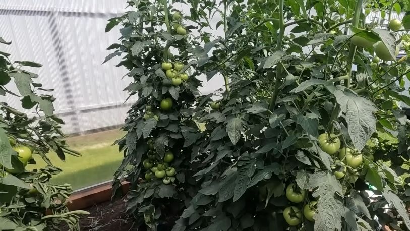 ��� ���������� ����� �������� ������ ������� � ��� ����