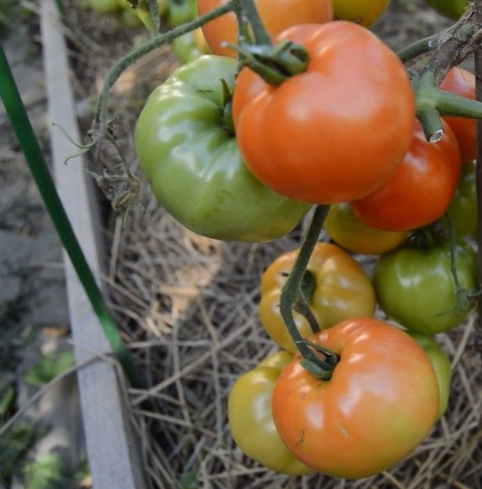 ����������� ��������: ��������� ����� ������� ������������ � �������