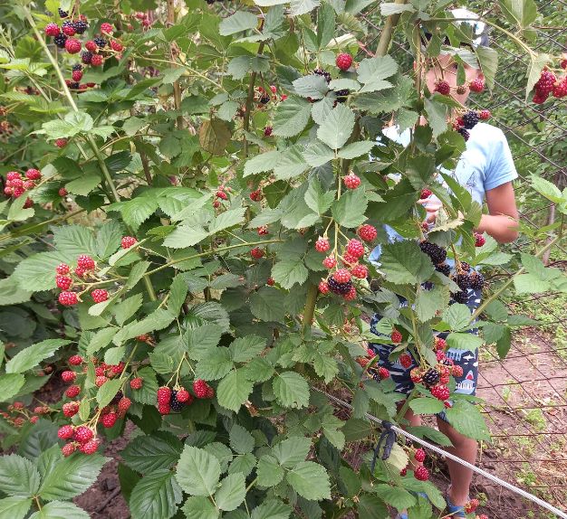 Не все сорта ежевики одинаковы: как выбрать и избежать главных проблем