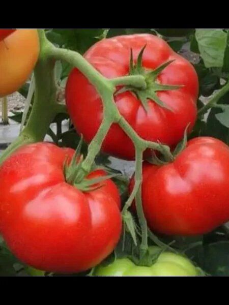 Томат Звезда Сибири: идеальный выбор для садоводов