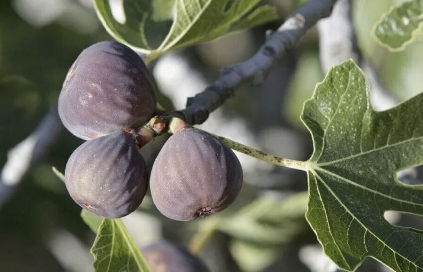 ������� ����� �������� ������: �����, �������� �������� � ������ ��������