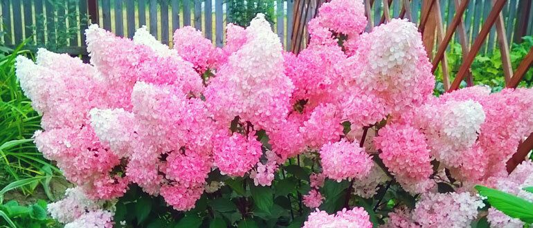 ������� ������� �������� ���������: ���������, ������� ��������