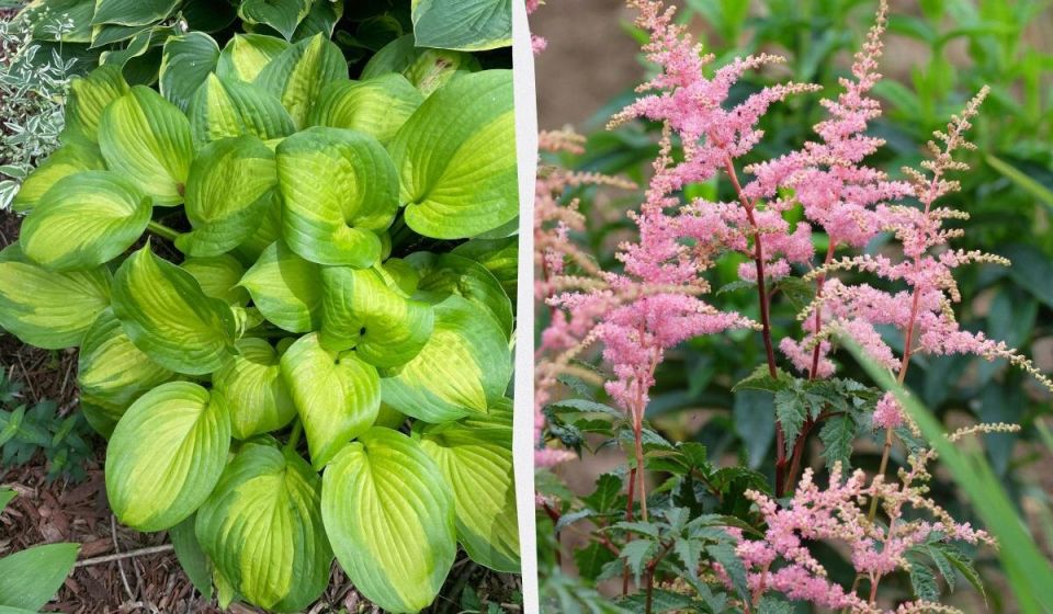 ��� ������� �������� ������ �� ���������� �������: ��������� �������� ��� ����