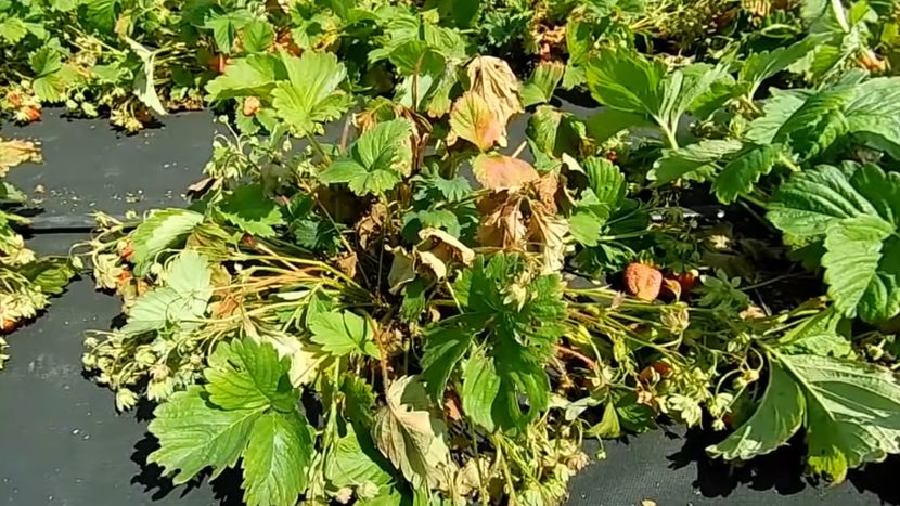 ������� �������� ������� ��������: ����� �� ���� ����