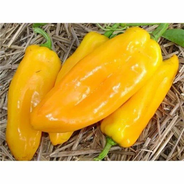 ������� �������: ��������� ������� ������ � �������� ���������� ������