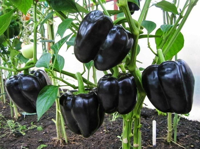 ��� ������ ����� ������������ � ������� ����: ����������� ����� ��������������� ���� ������