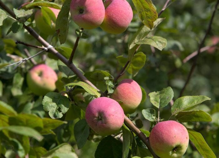 ��� ������� ��������� ������� ��� ������ ����: ������ � ������������