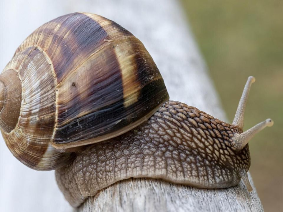 ��� �������� ������ ������� ��� ���: ����������� ���� �������