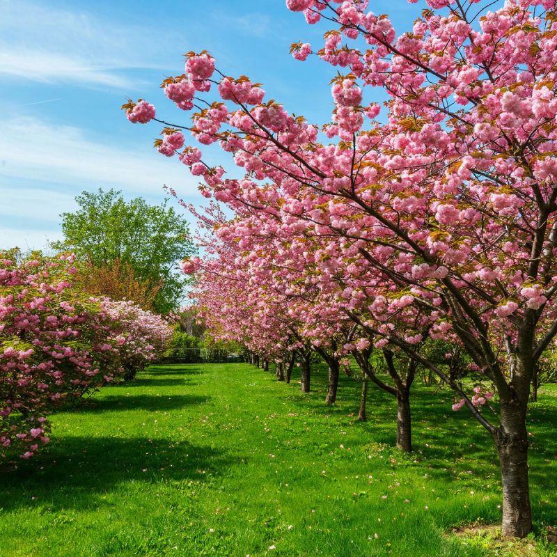 ��� ������ ����������� ���: ������ �� �������� ������ Green Space