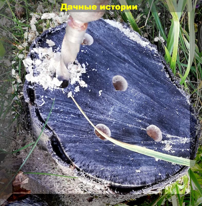 Триходерма: естественное решение для избавления от надоедливого пня