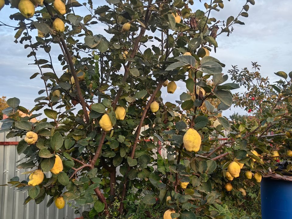 ������ ��������: ������� ������� ���������� ���������