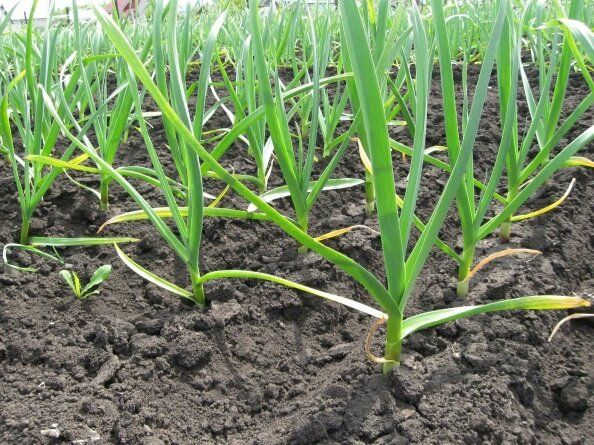 ���� �� �������� ������: ������� ��������� ������