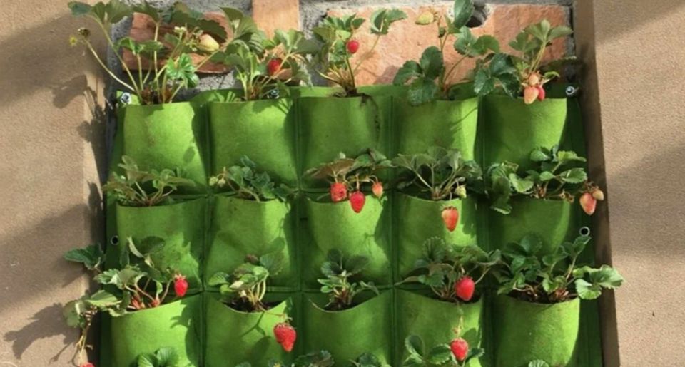 ������ ���� ������ ����� ����������: ������ ������������� ����������� ��������