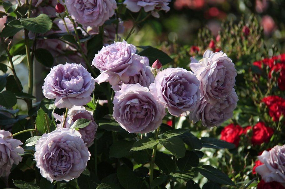 ���� � ������������� ADR: ������� �������� � ������������