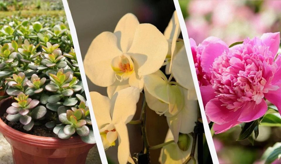 Растения для счастья: 14 зеленых спутников удачи