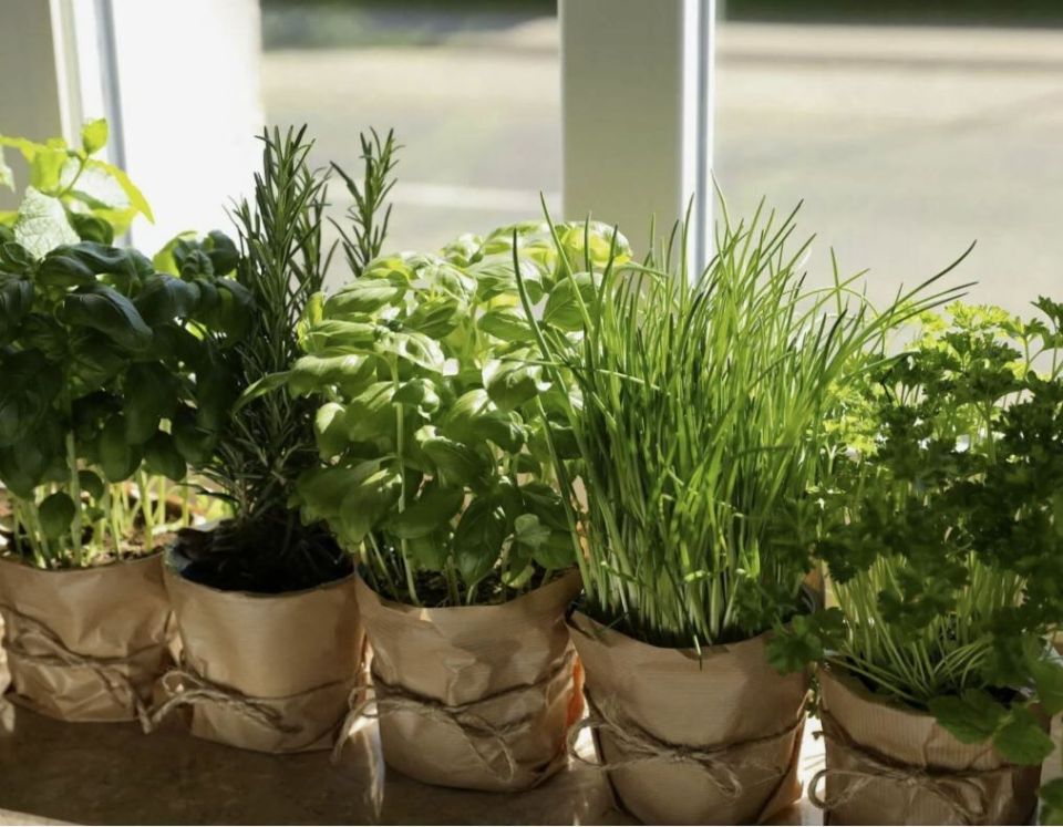 ������ ������ �� �����������: ������� ������ ������ � �������� ����� ����