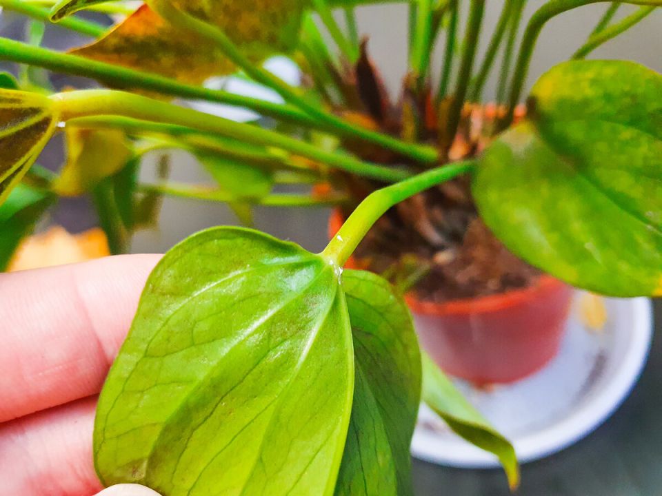 Неожиданные проблемы с антуриумом: три радикальных метода реанимации