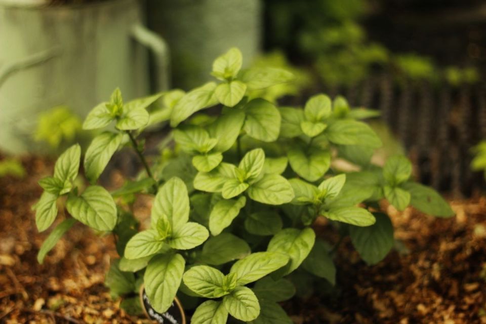 ���� � ��������� ��������: �������� � ������� � ����� ����