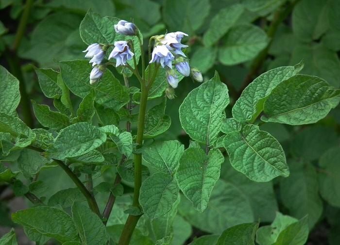 ��� �������� ������ ���������: ������� ��������� ������������ � �������