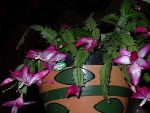 Почему декабрист теряет бутоны и как ему помочь зацвести