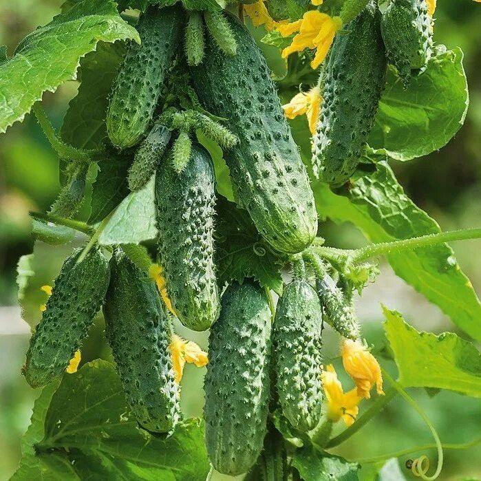 Как аммиачная селитра преобразила огород в цветущий оазис